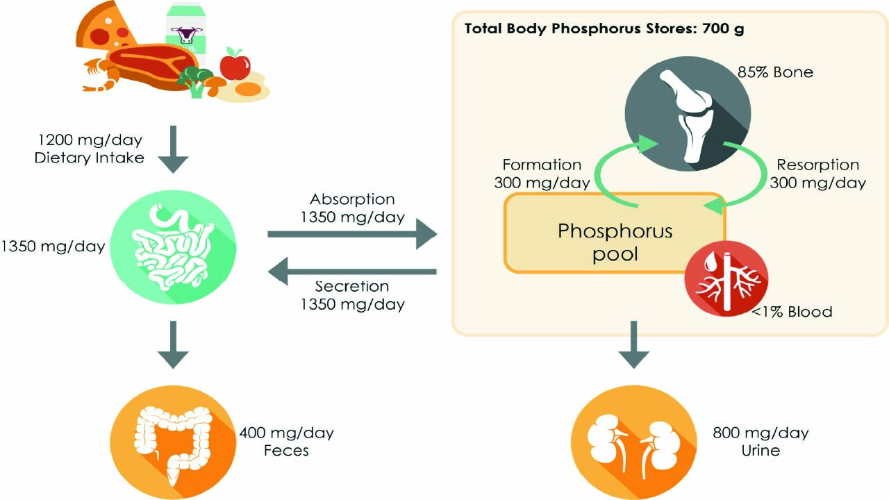 Treatment of Hyperphosphatemia and MBD